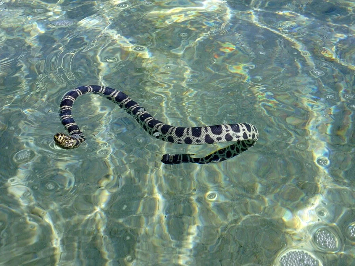 Морская змея карунг
