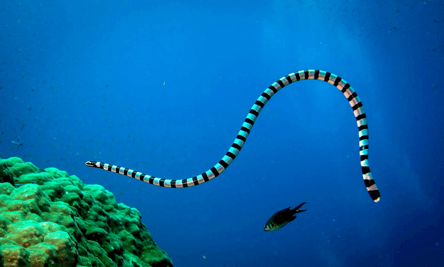 Морская змея ластохвост