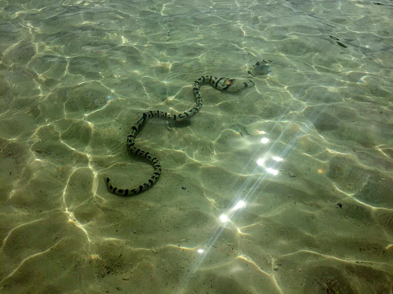 Морская змея в Азовском море