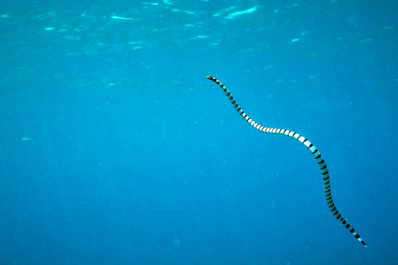 Морская змея Желтогубый плоскохвост
