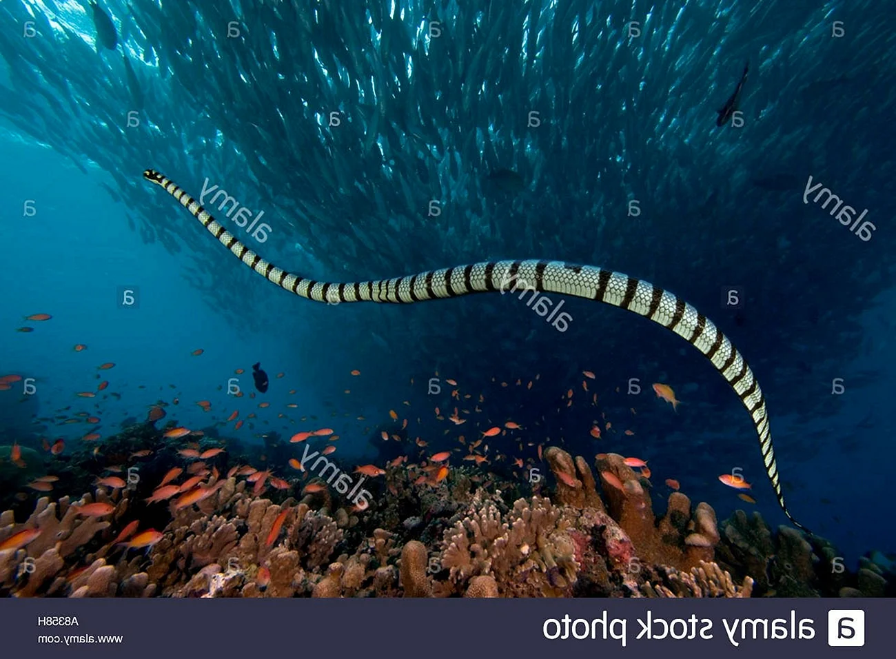 Морская змея Желтогубый плоскохвост
