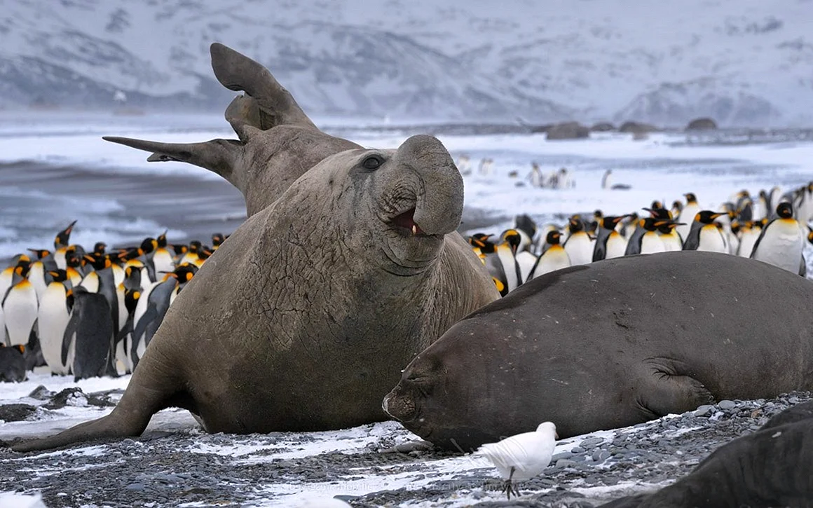 Морские слоны в Антарктиде