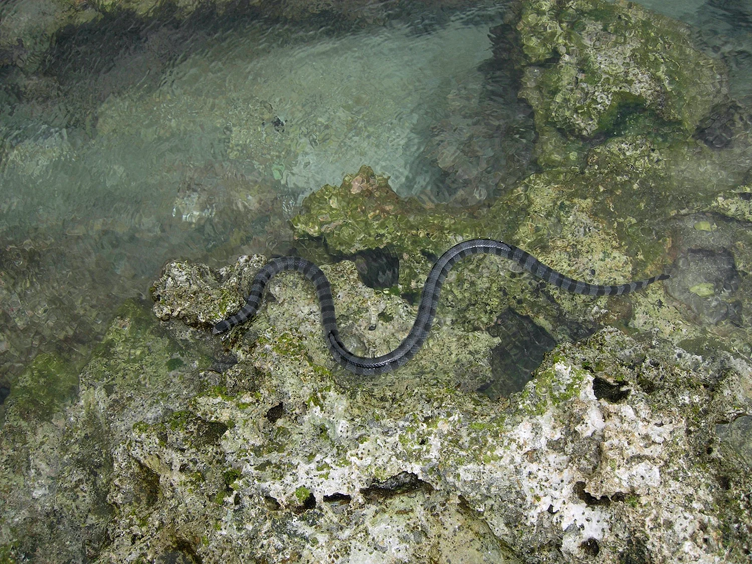 Морские змеи в Азовском море