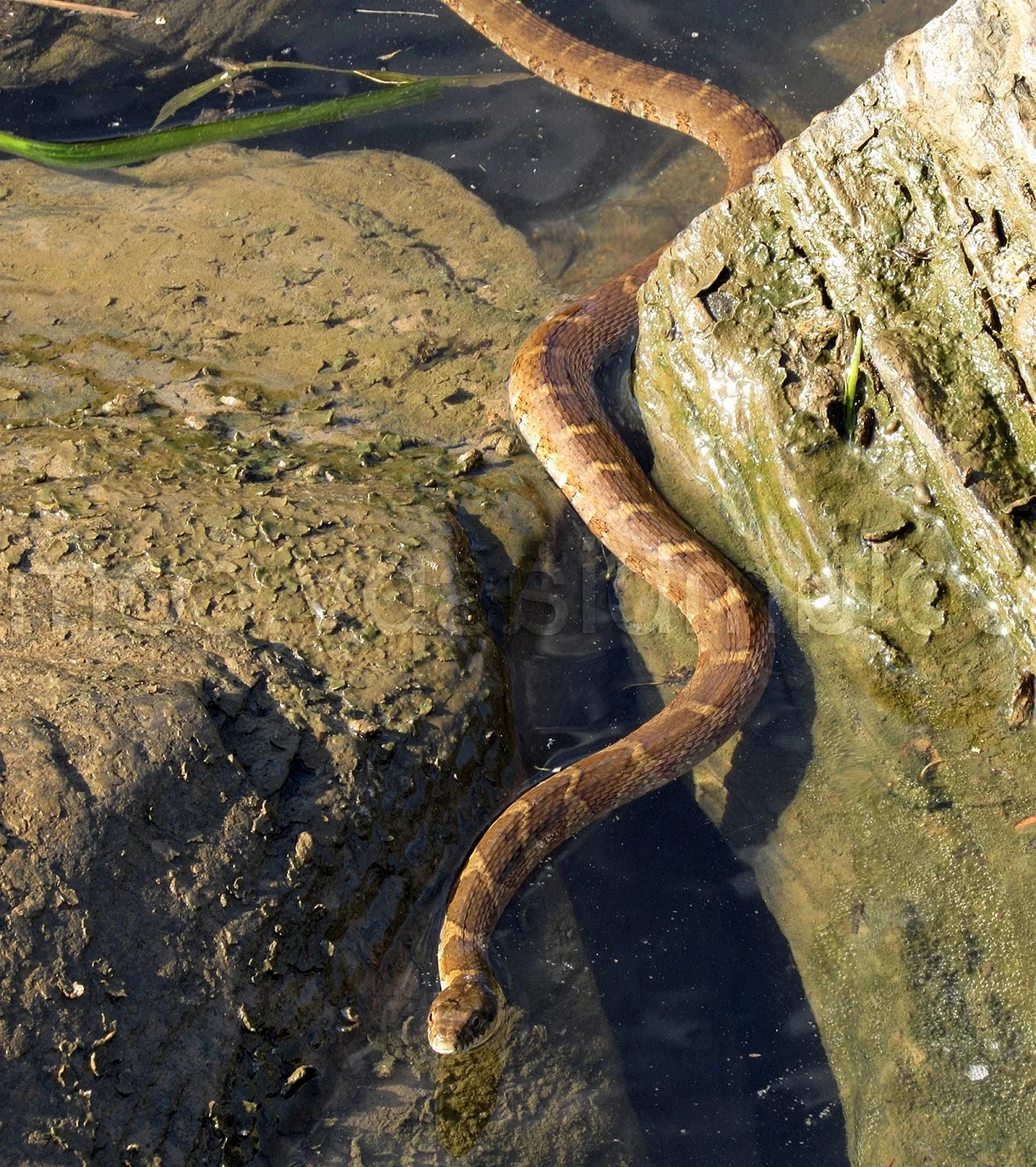 Морские змеи в Болгарии