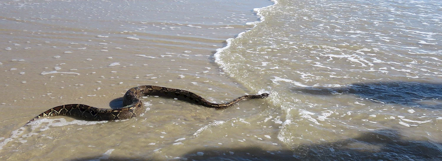 Морские змеи в черном море