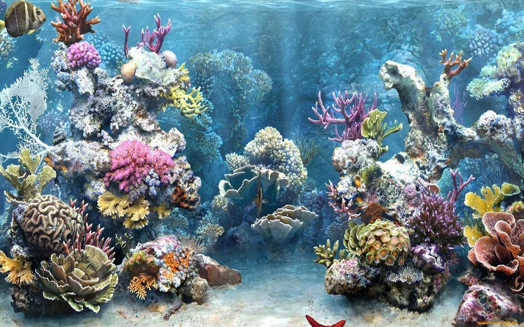 Морское дно кораллы
