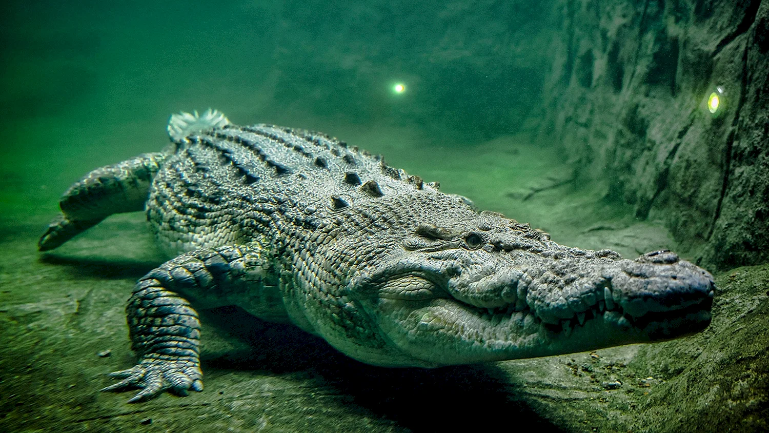 Морской гребнистый крокодил