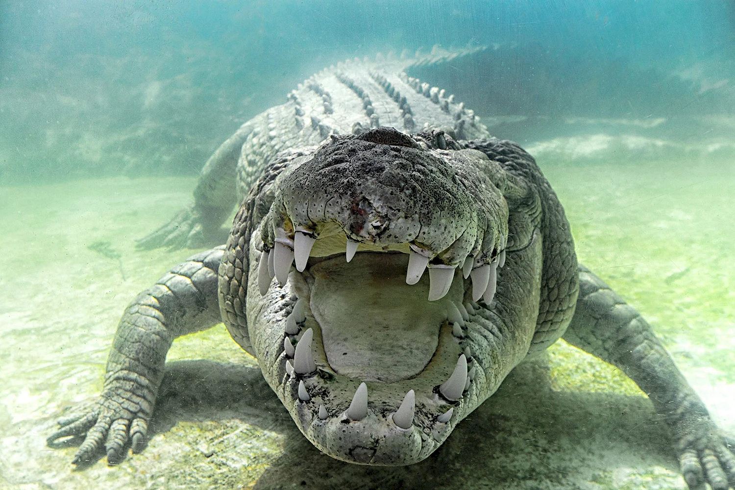 Морской гребнистый крокодил