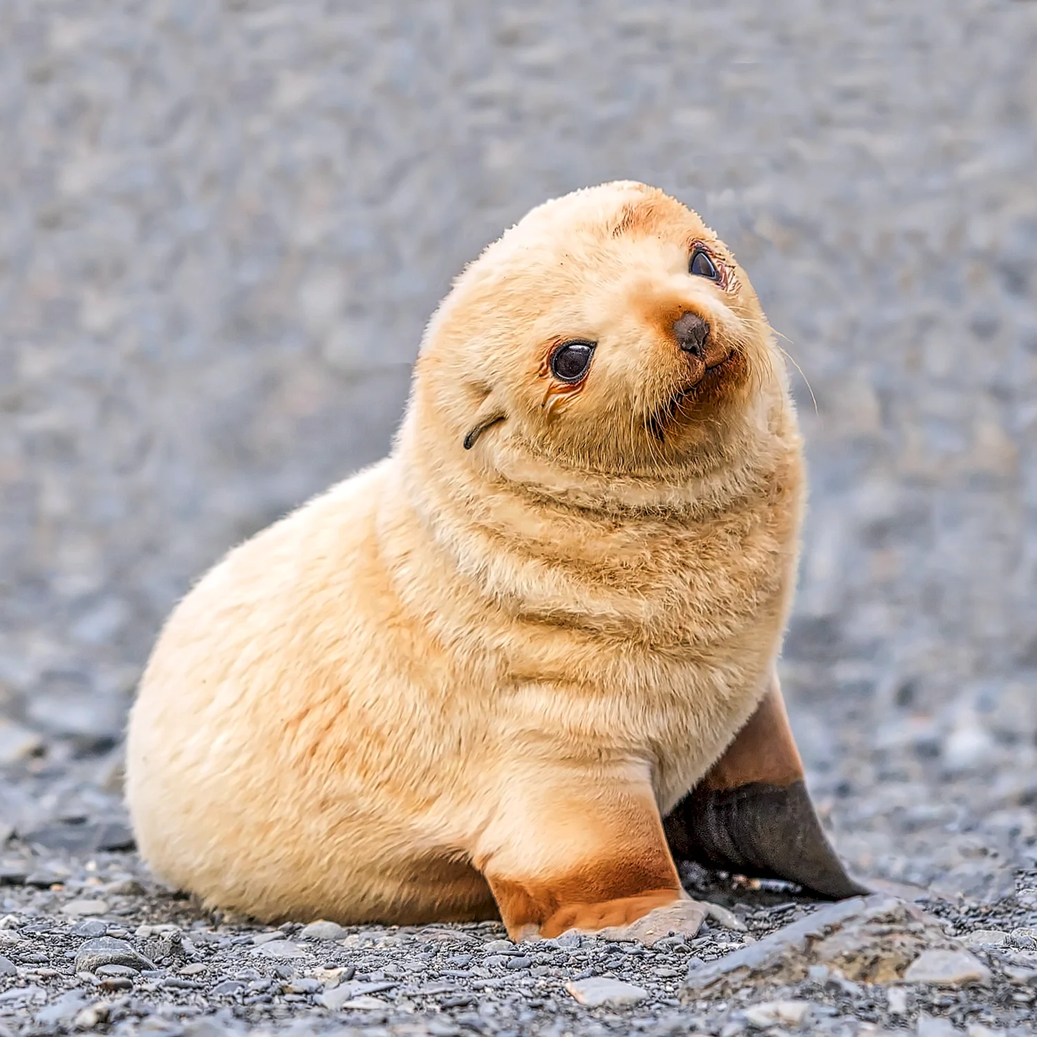 Морской котик тюлень Нерпа