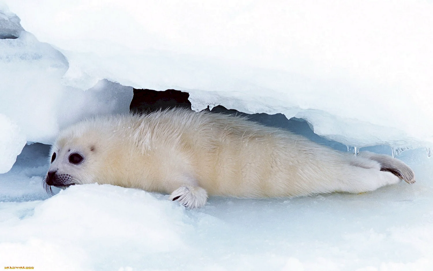 Морской котик в Арктике