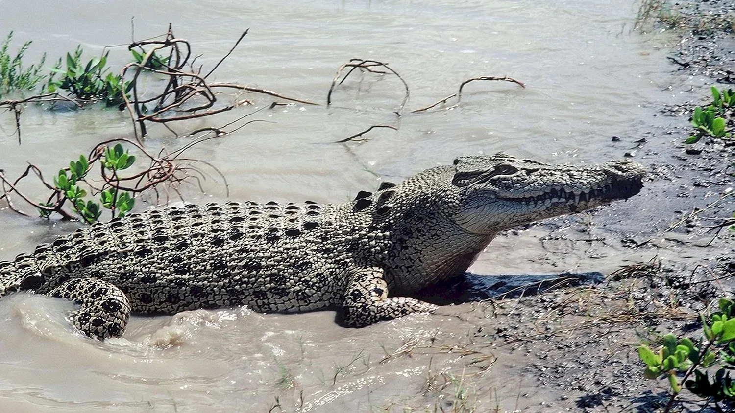 Морской крокодил (Crocodylus porosus)