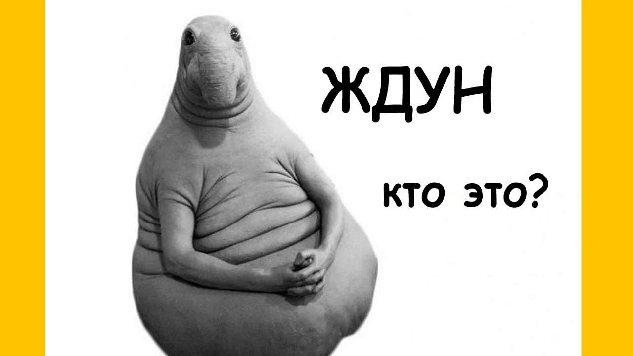 Морской слон Ждун Калининград