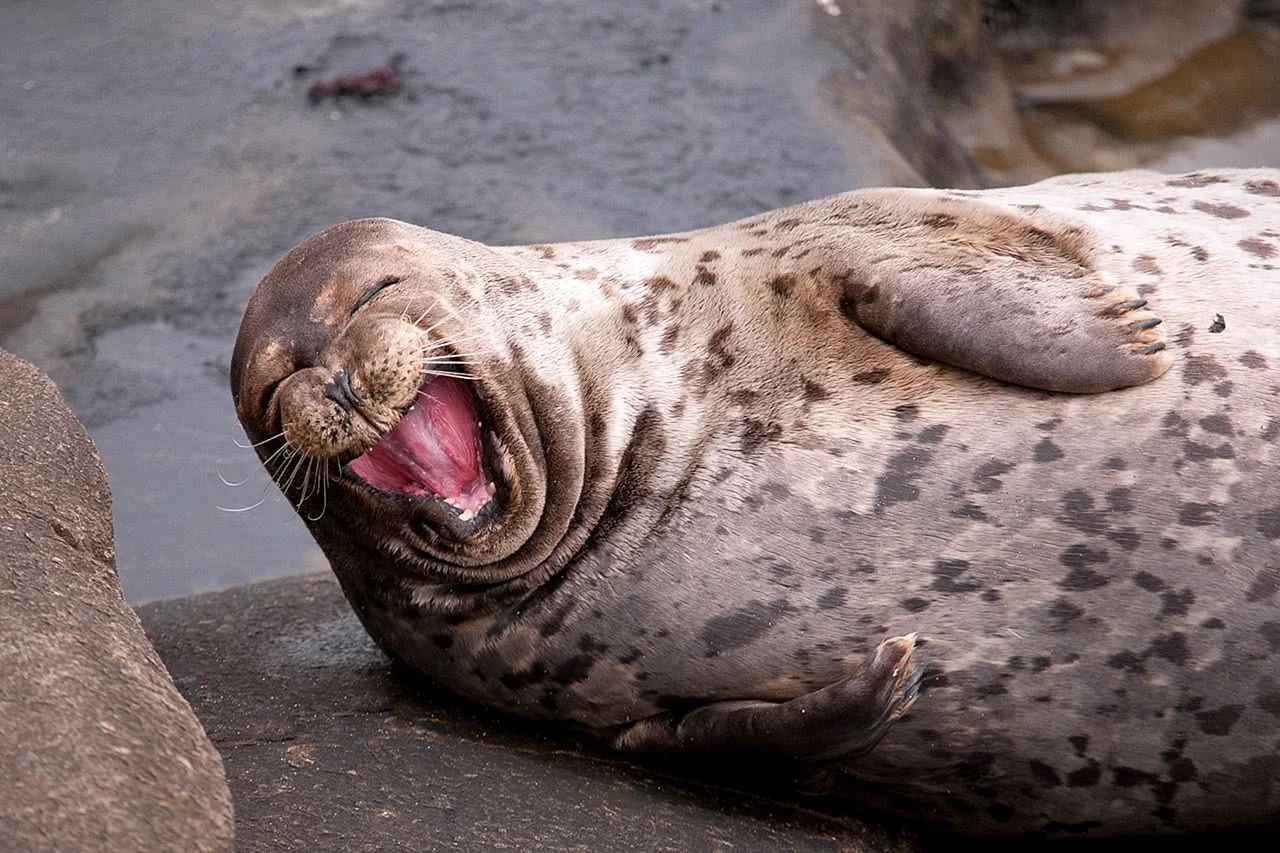 Моржи тюлени морские котики