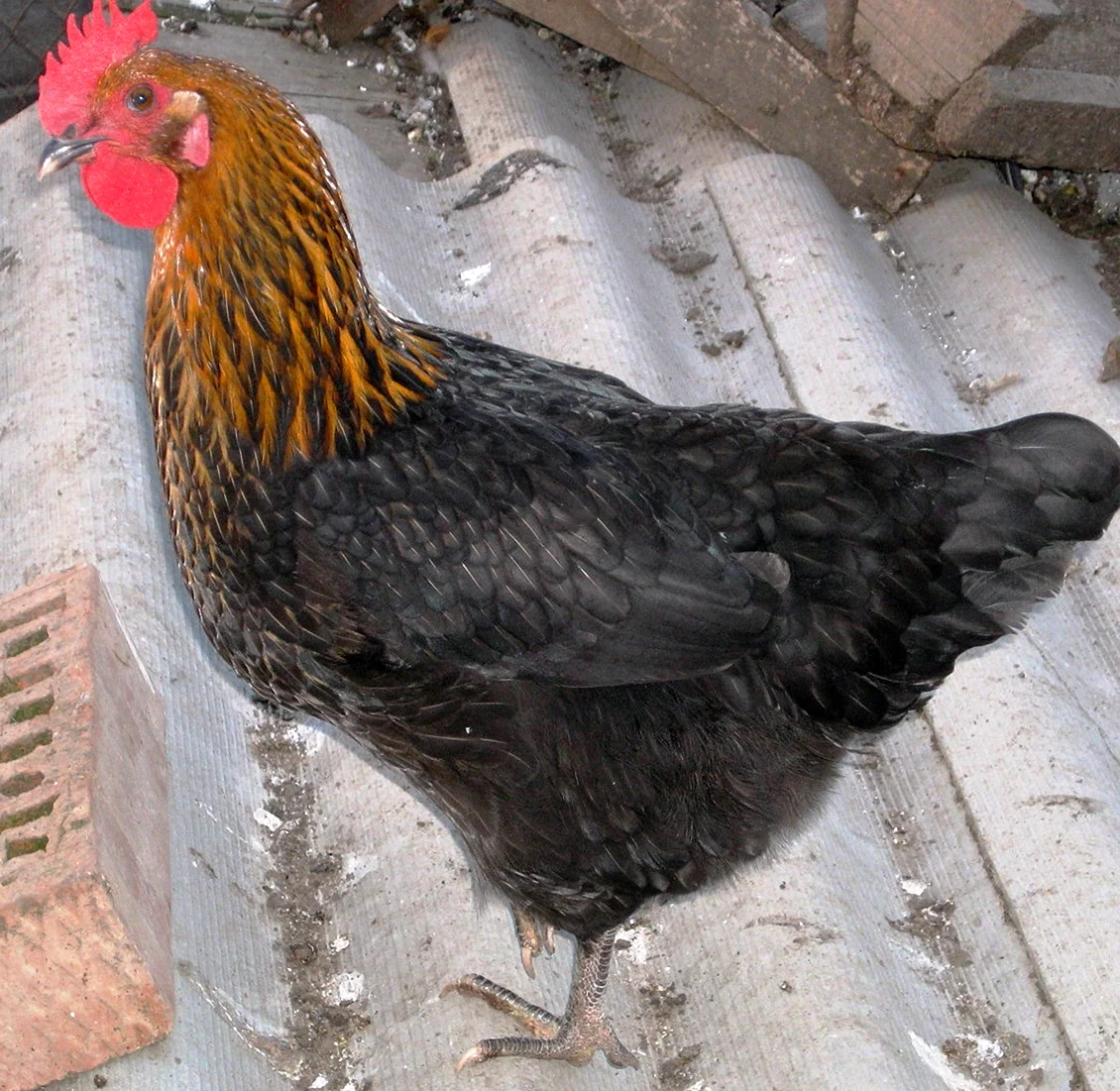 Московская чёрная порода кур