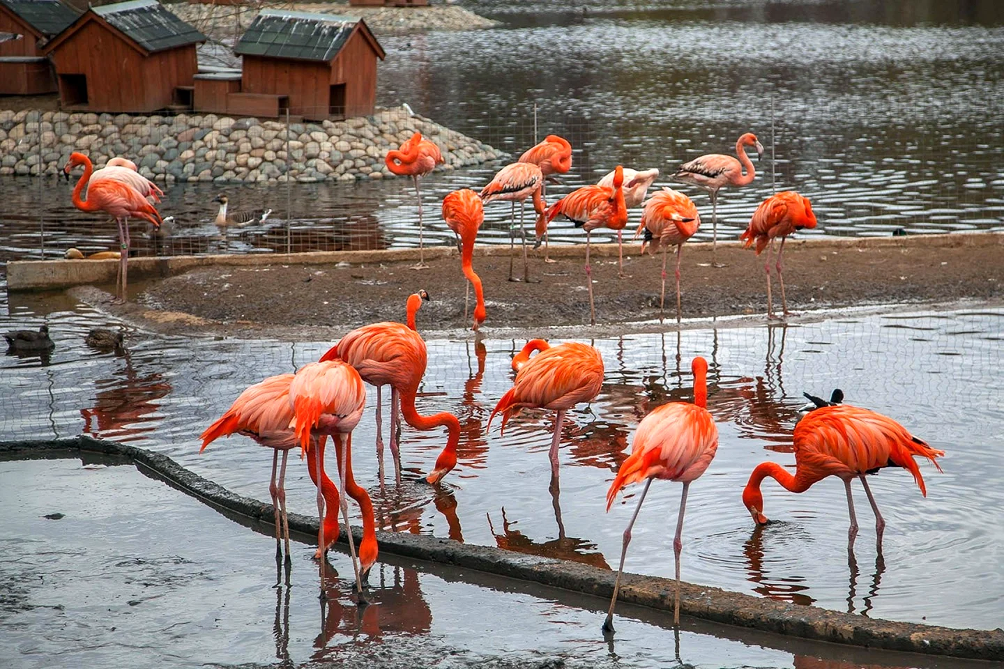 Московский зоопарк Фламинго
