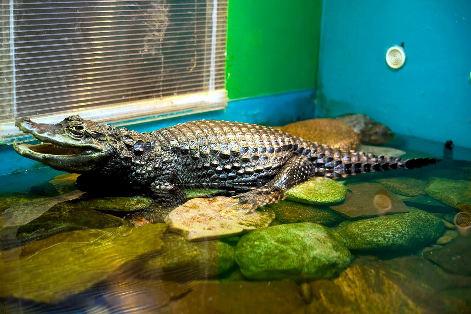 Московский зоопарк крокодилы