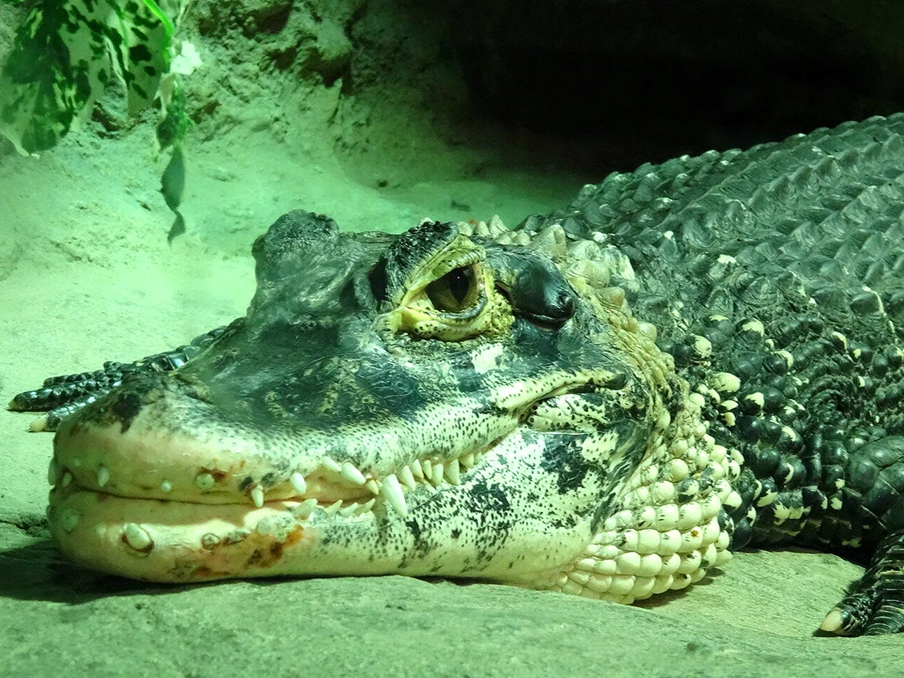 Московский зоопарк крокодилы