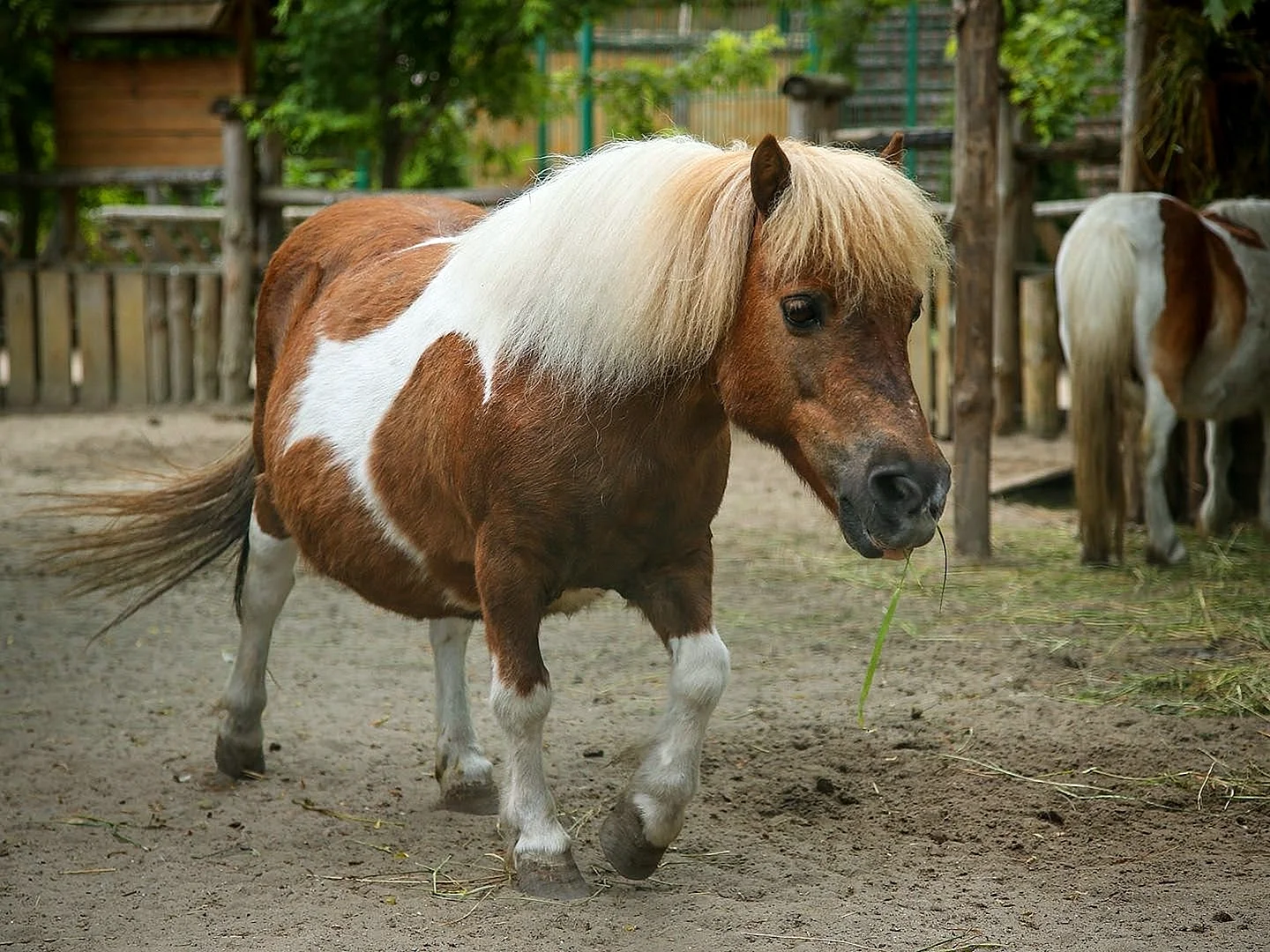 Московский зоопарк пони