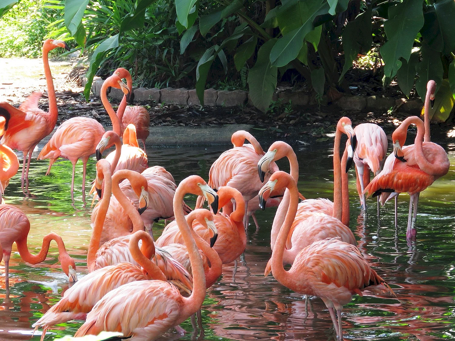 Московский зоопарк птицы Фламинго