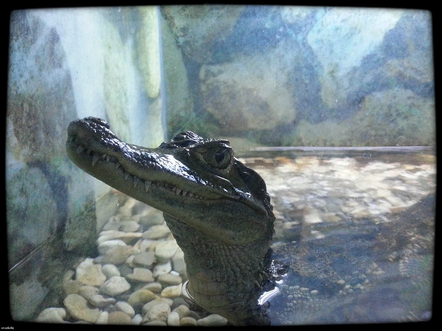 Московский зоопарк террариум крокодил