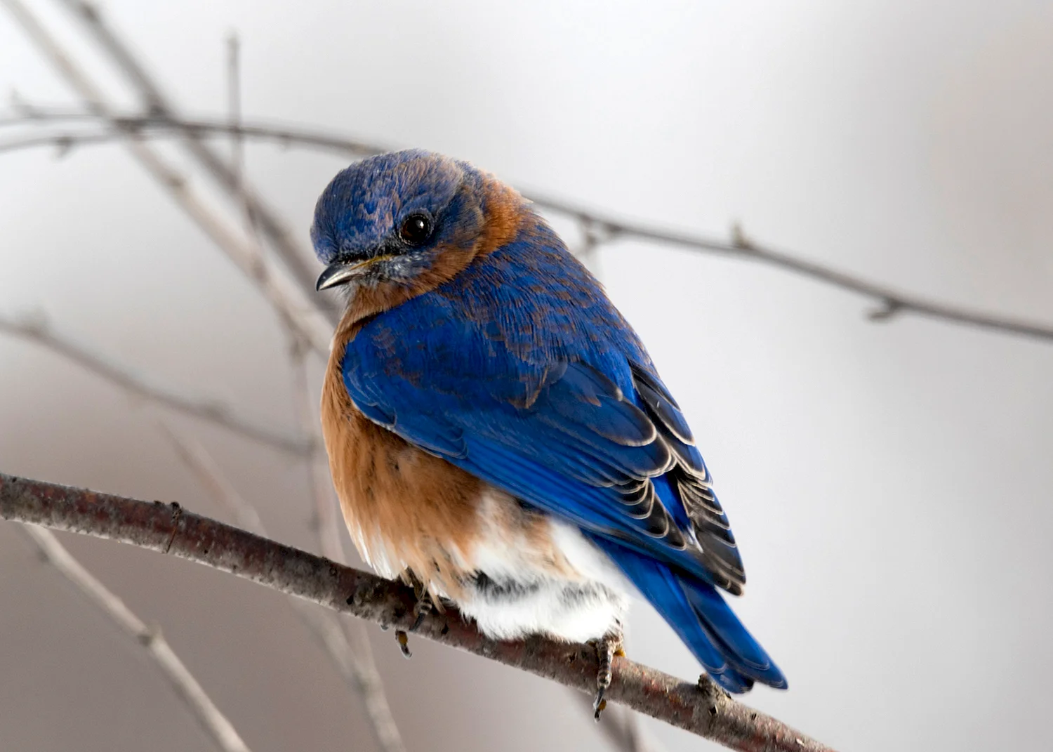 Mountain Bluebird птица