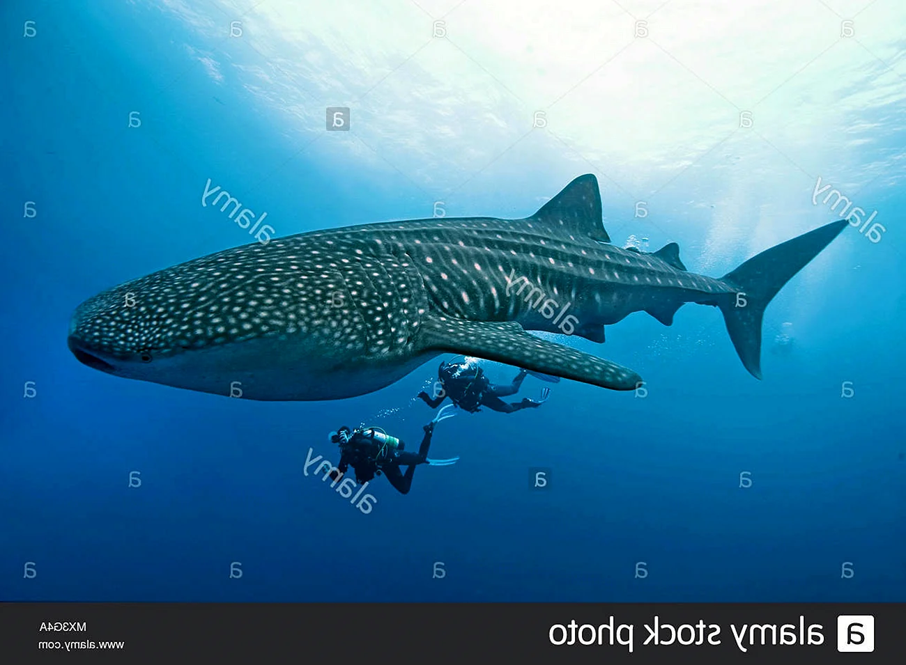 Мозамбикская акула