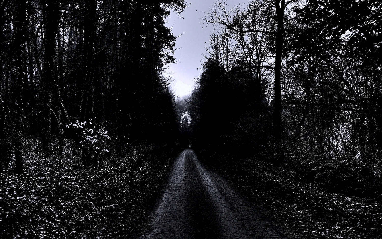 Мрачная дорога в лесу