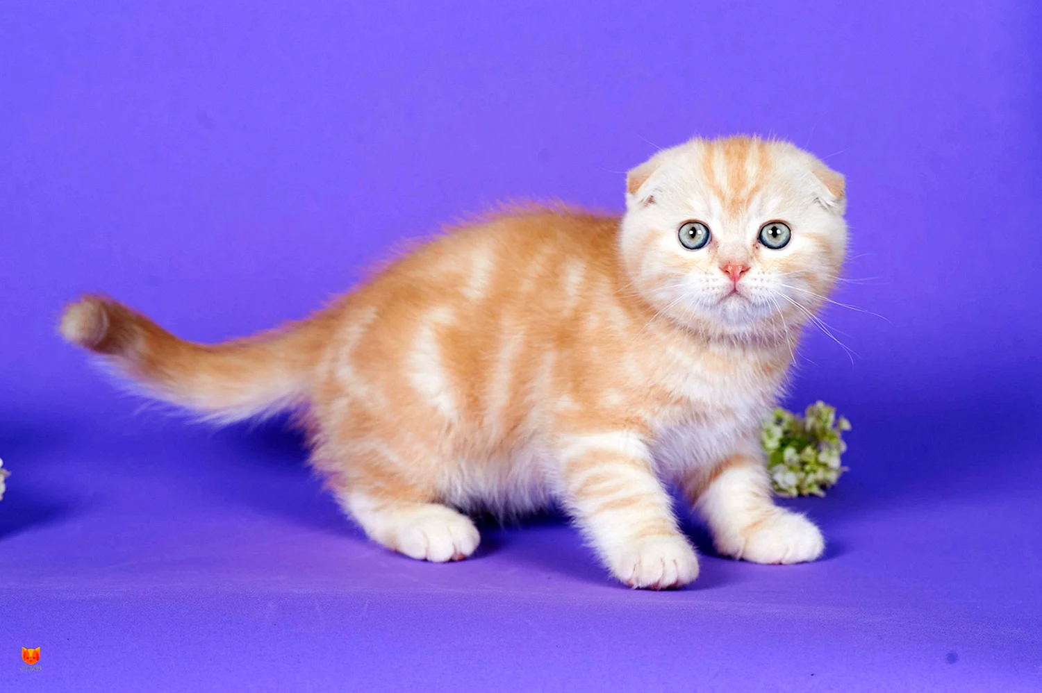 Мраморный вислоухий кот шотландец рыжий