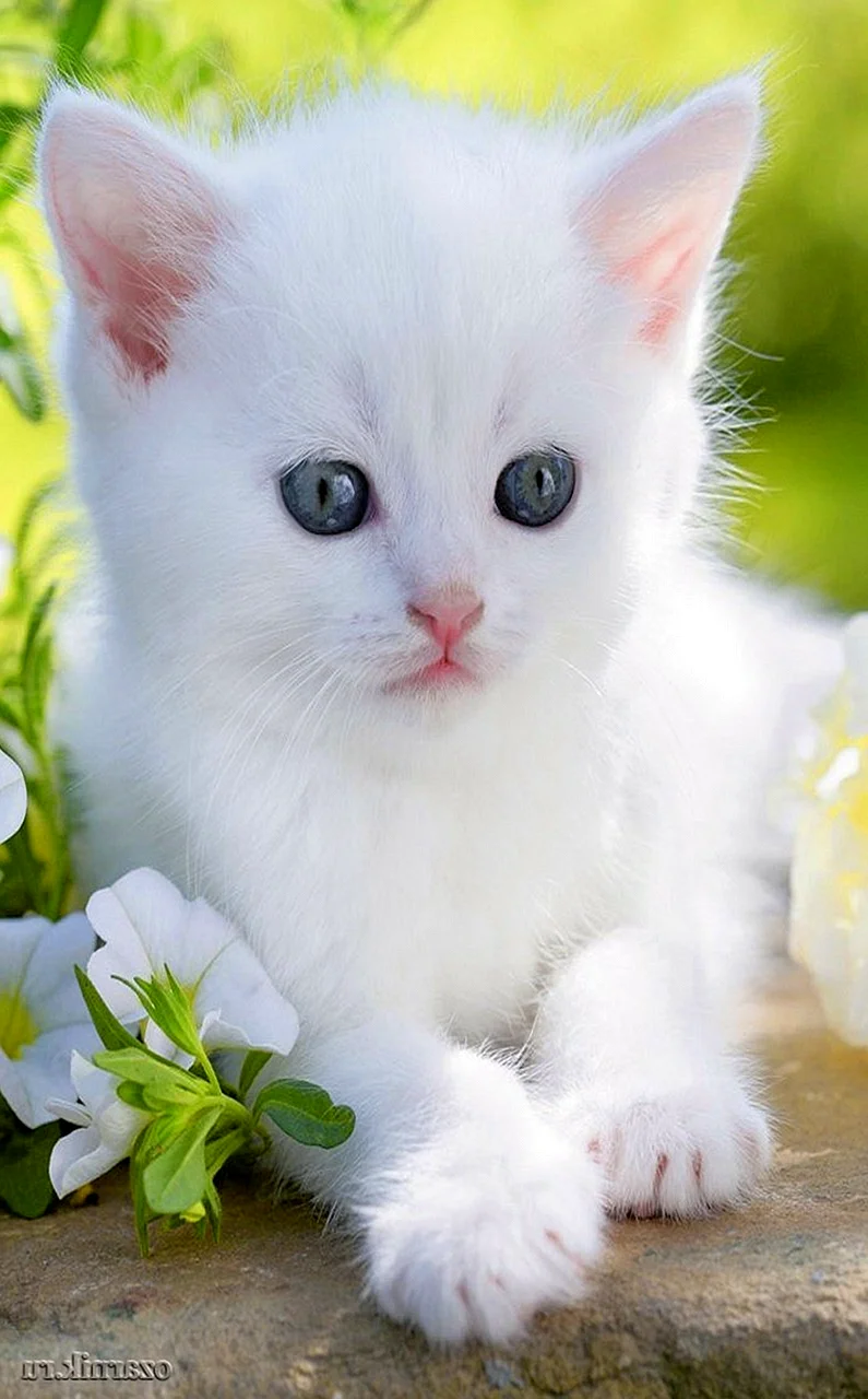 MS White-Kitten