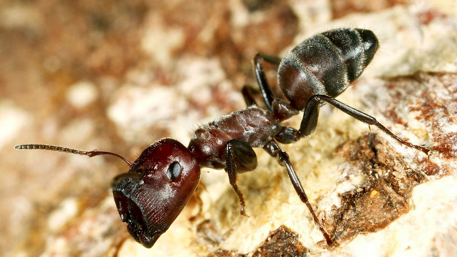 Муравей гигант - Camponotus Vagus