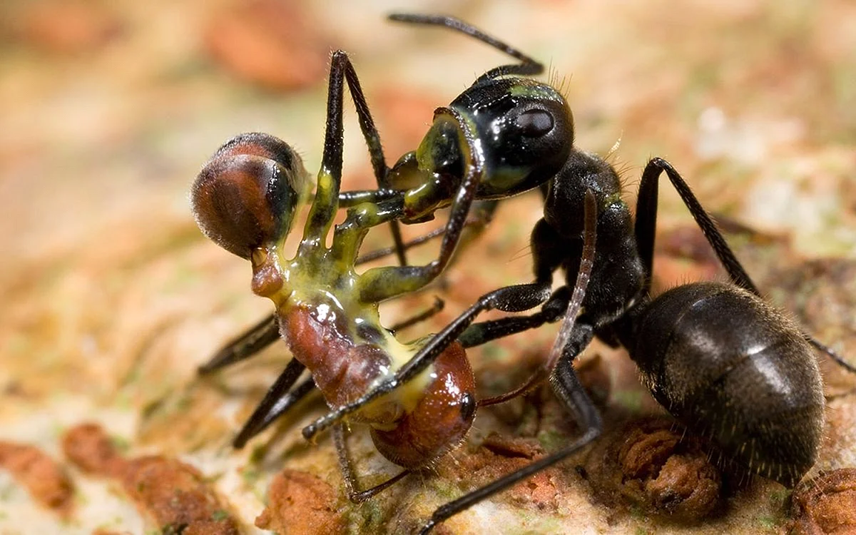 Муравьи Camponotus saundersi