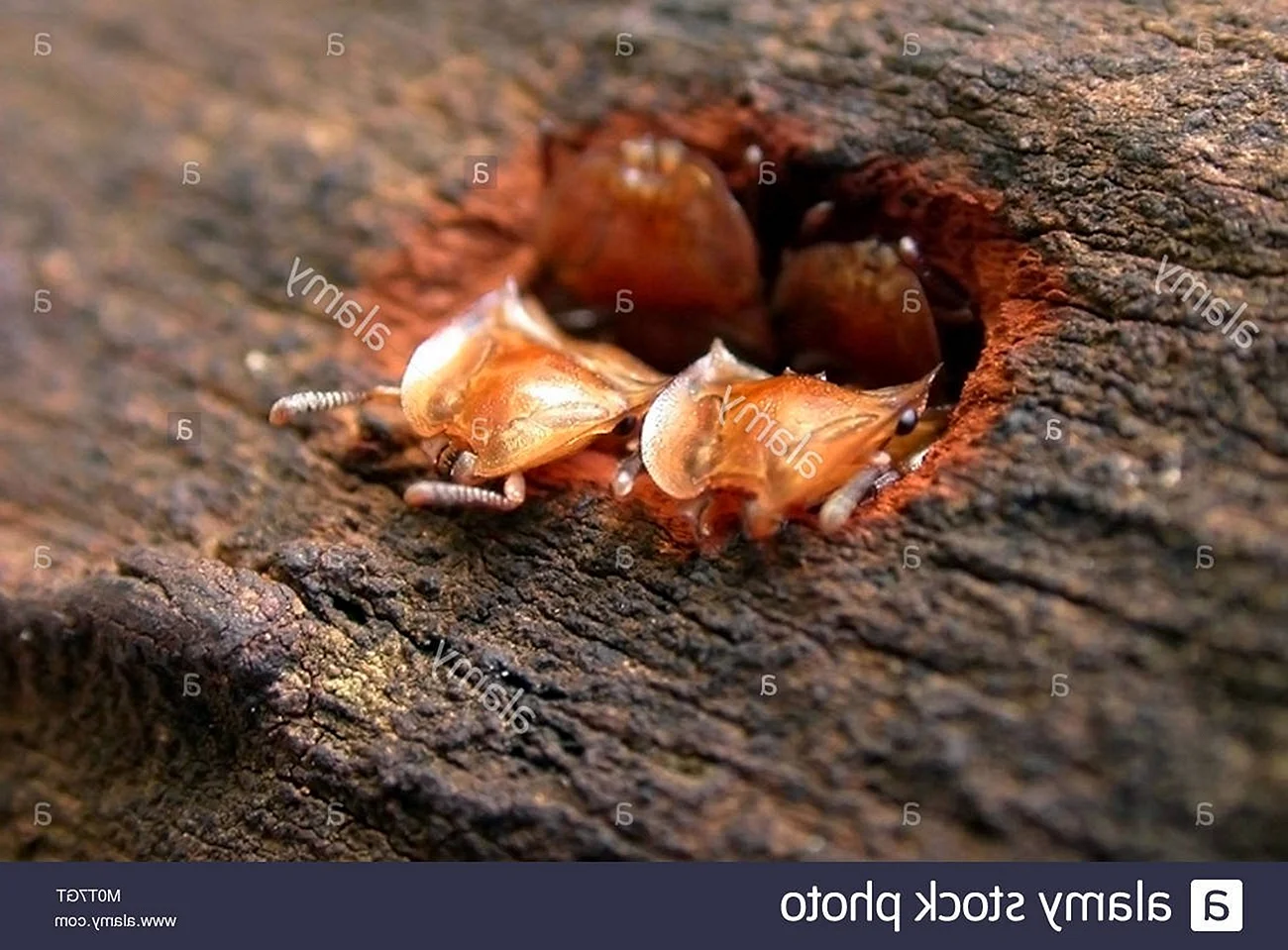 Муравьи-кефалоты (cephalotes)