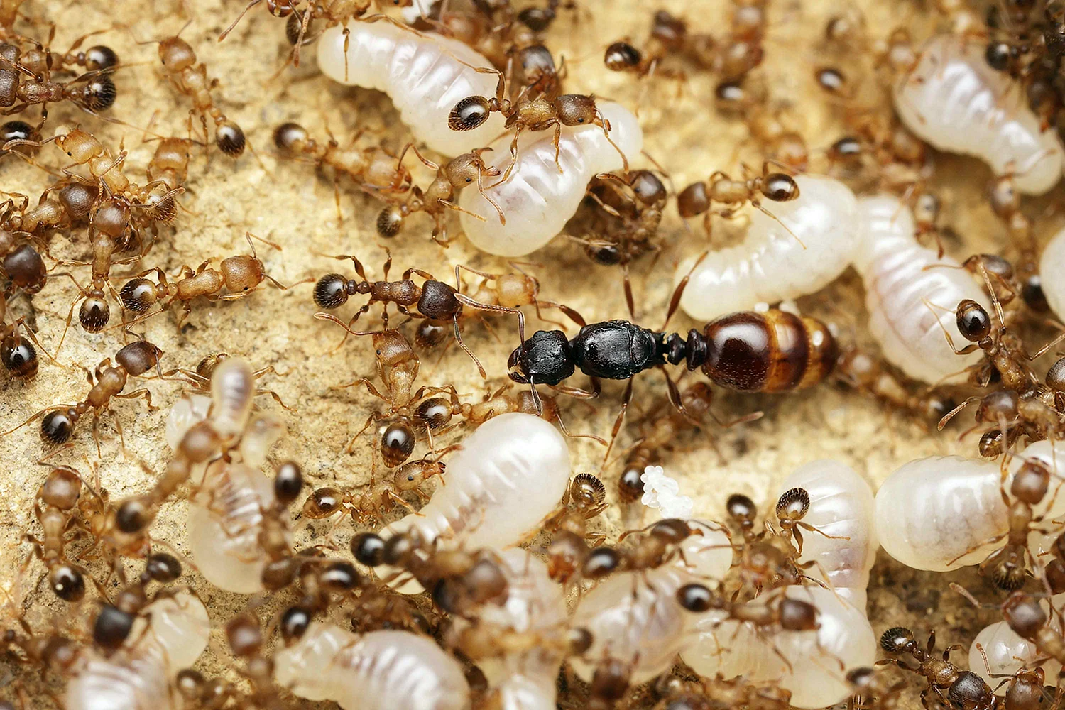 Муравьиная матка рыжих муравьев