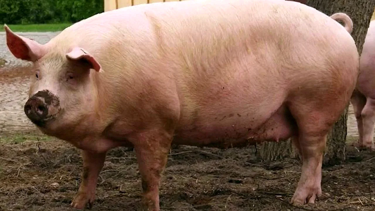 Муромская порода свиней
