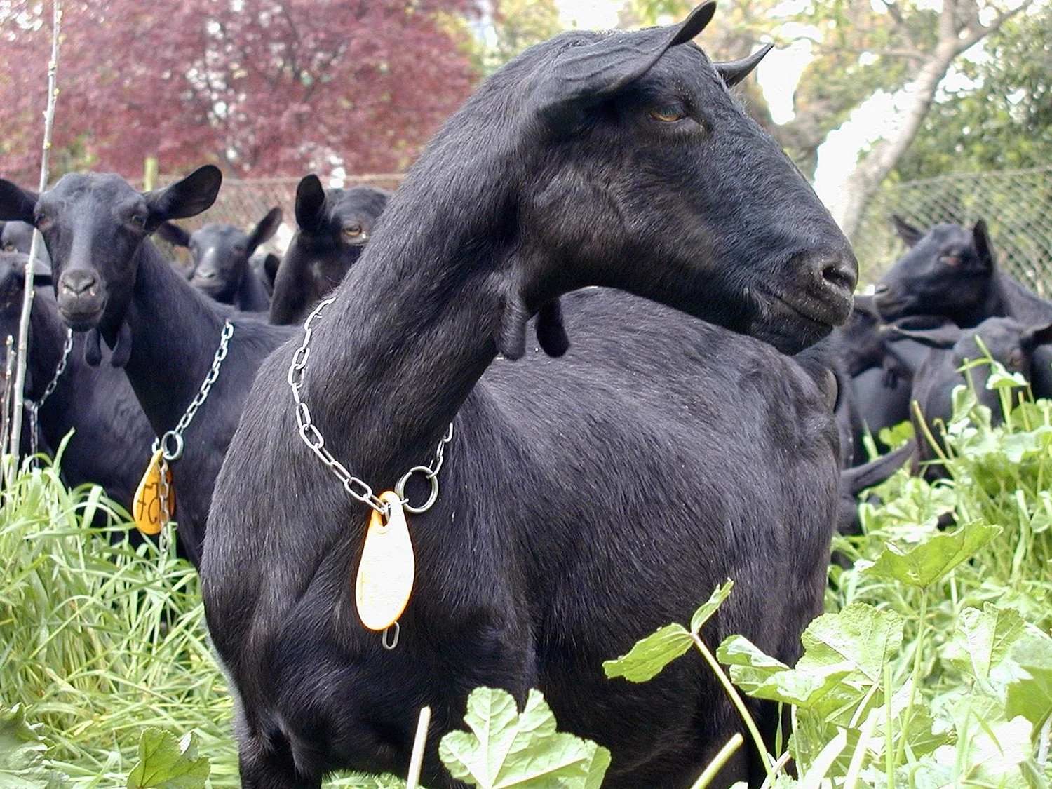 Мурсиано Гранадина порода коз