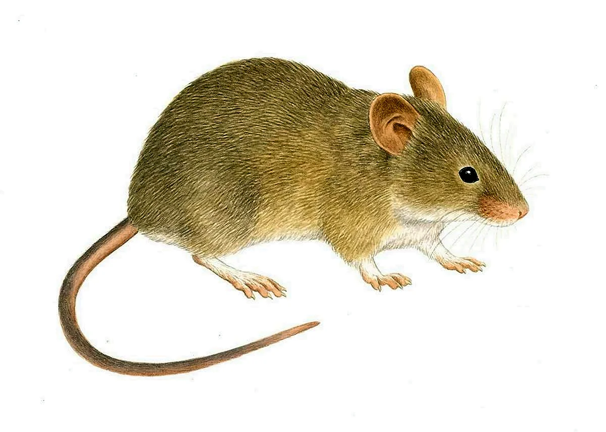 Mus musculus домовая мышь