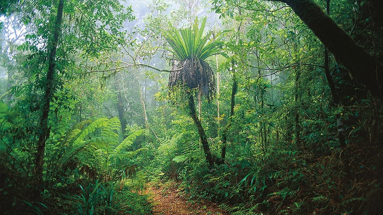 Муссонные леса Южной Америки