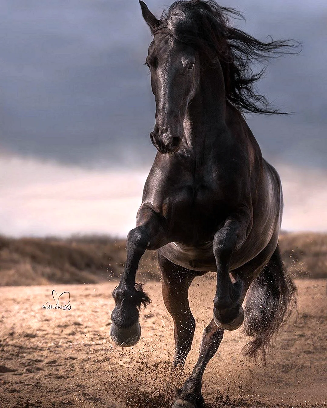 Мустанг, Фризская лошадь, жеребец