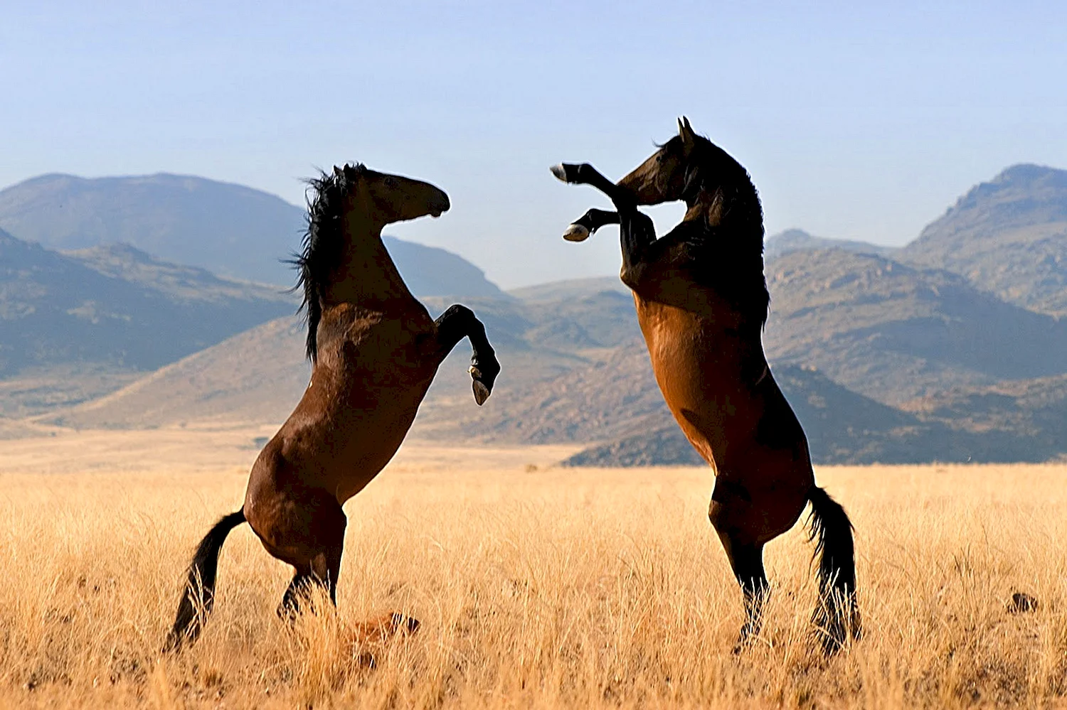 Мустанги лошади в дикой природе