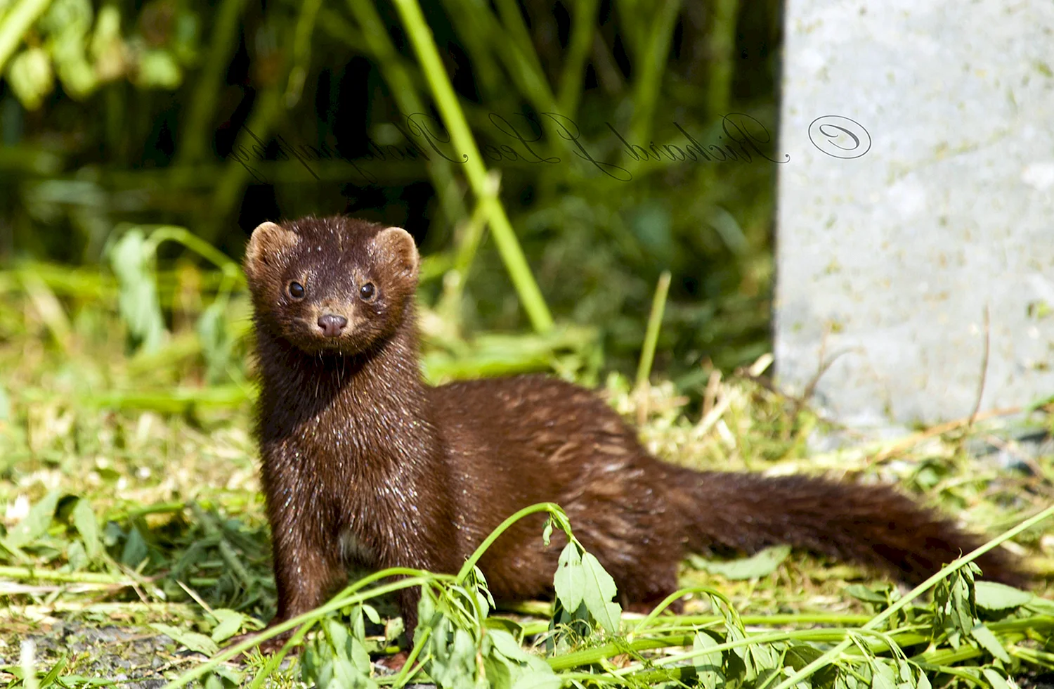 Mustela lutreola норка