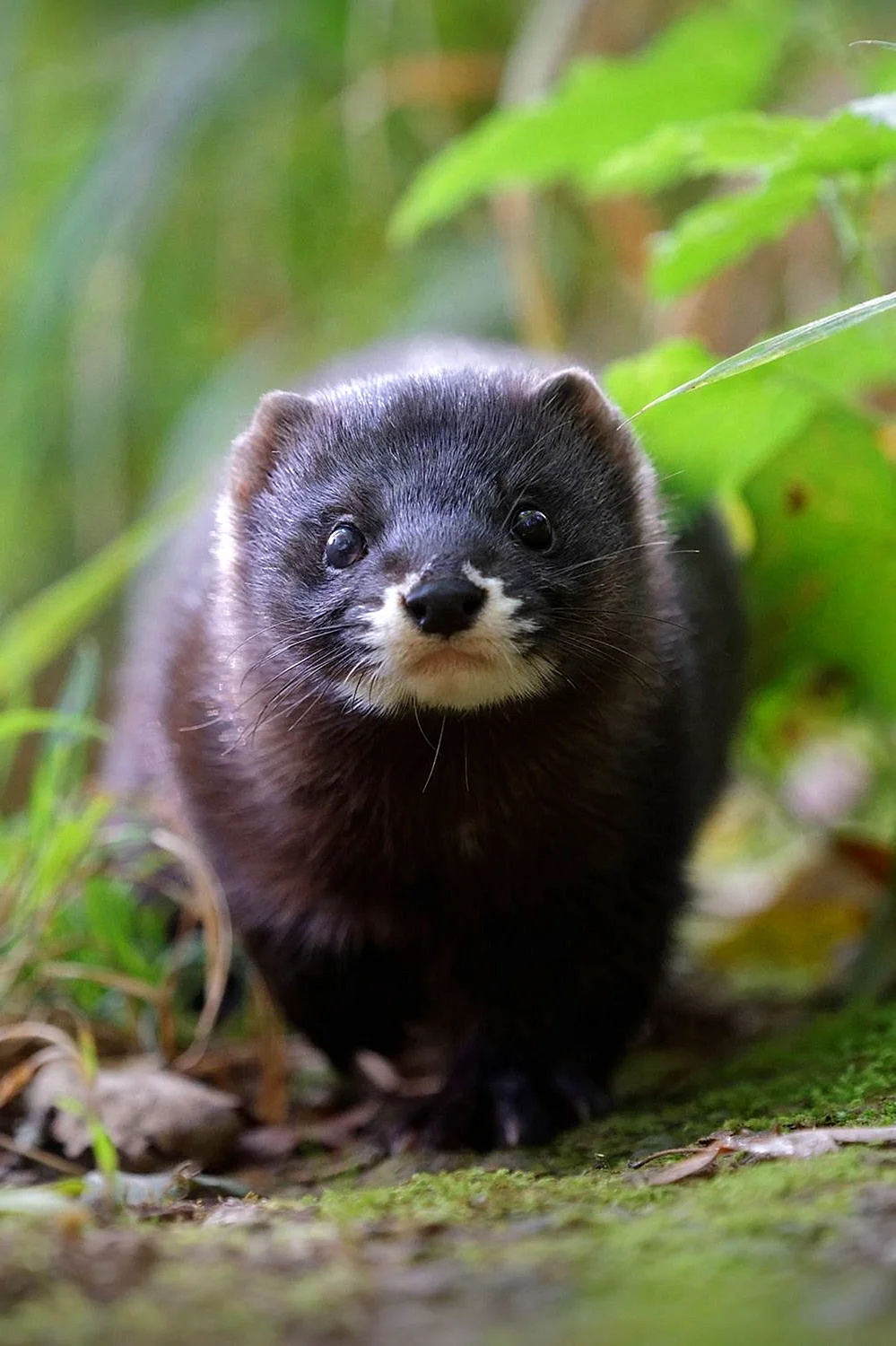 Mustela lutreola норка
