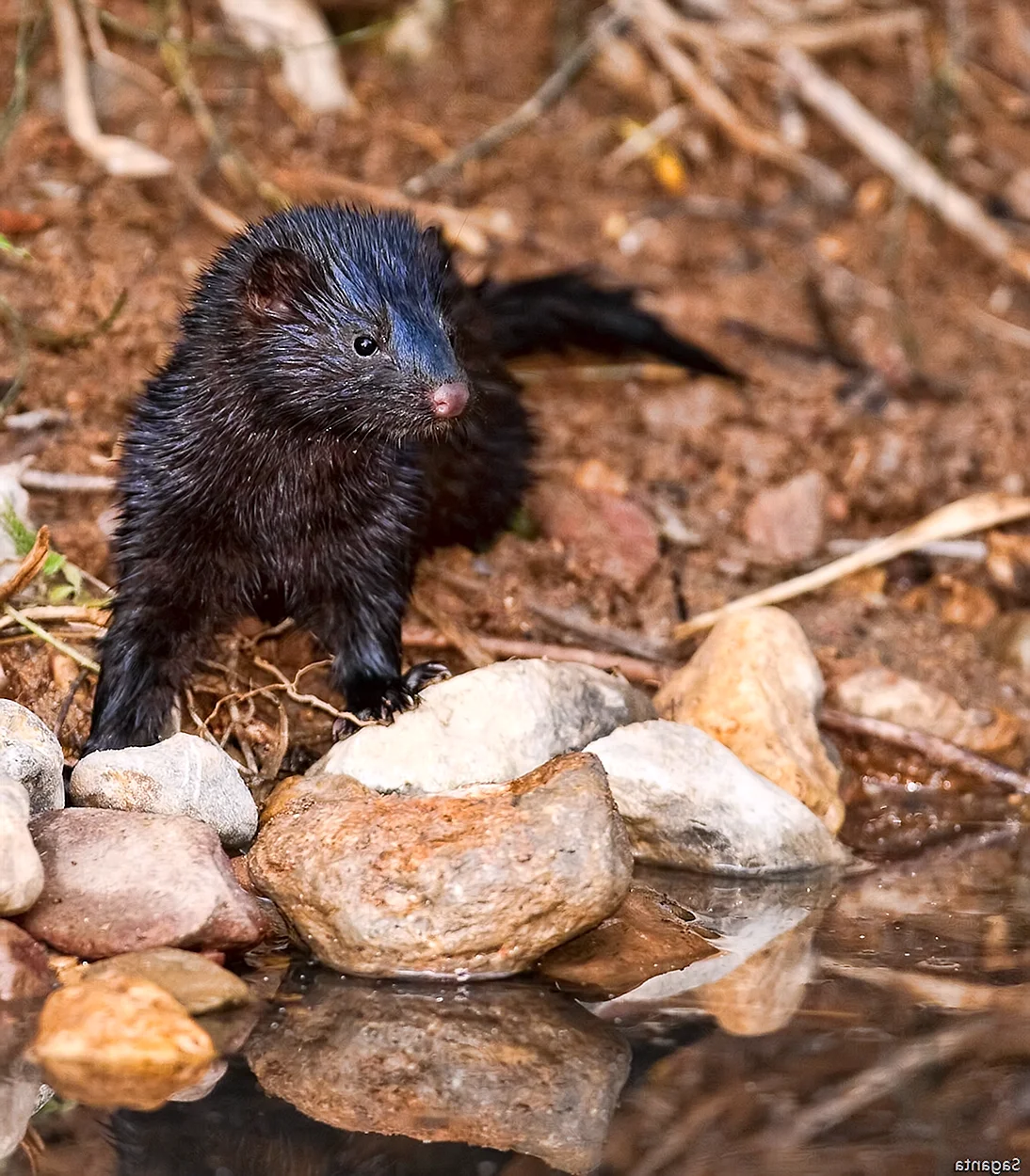 Mustela lutreola норка