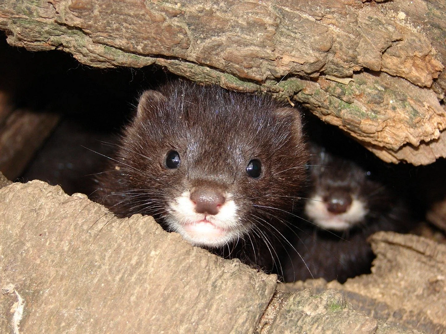 Mustela lutreola норка