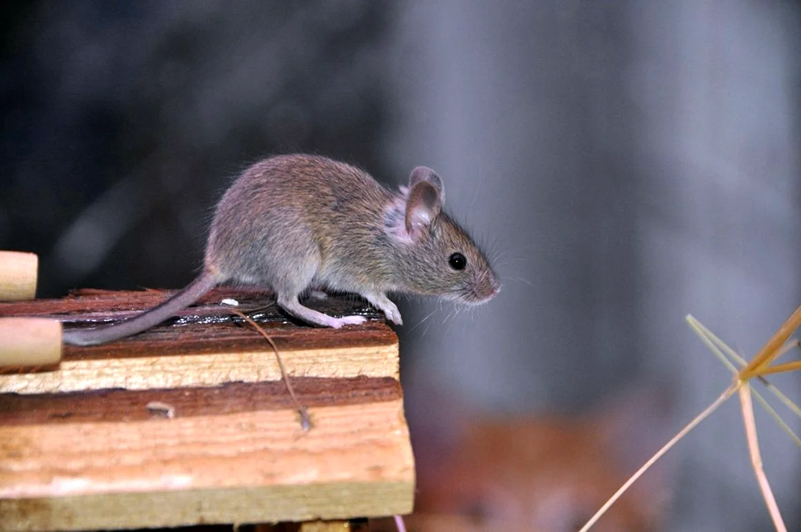 Мышь в сарае
