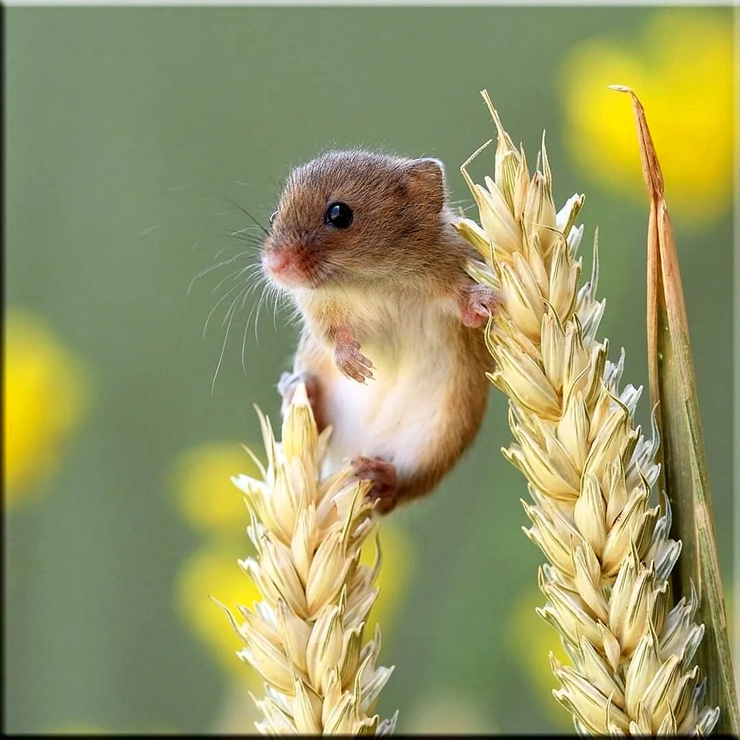 Мышь Малютка
