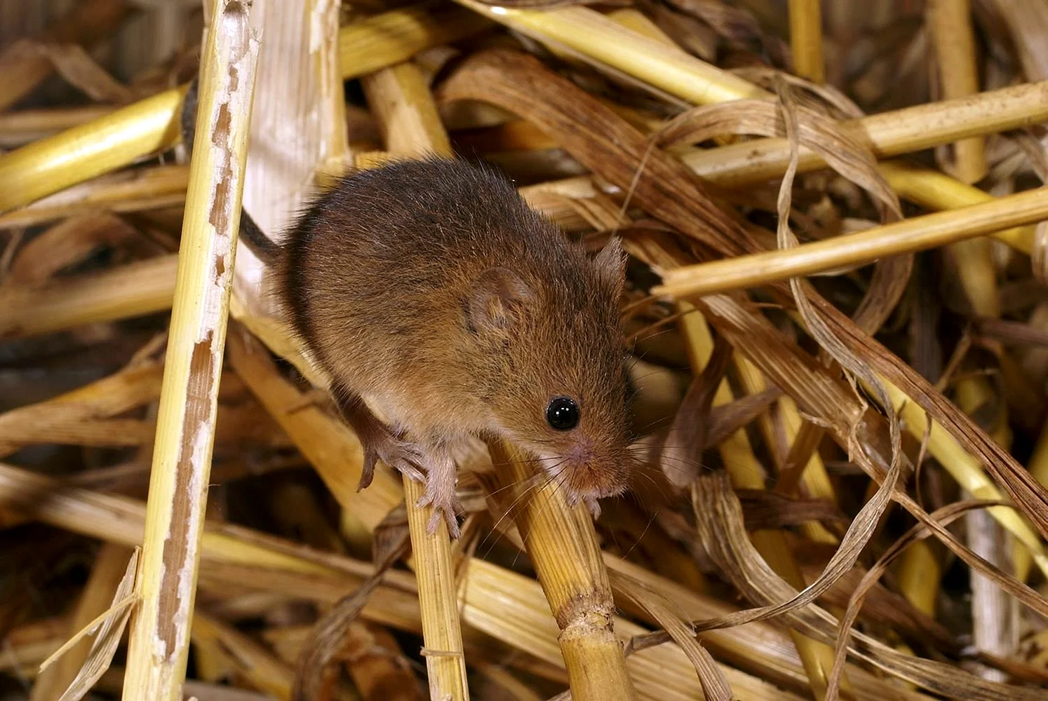 Мышь Малютка гнездо