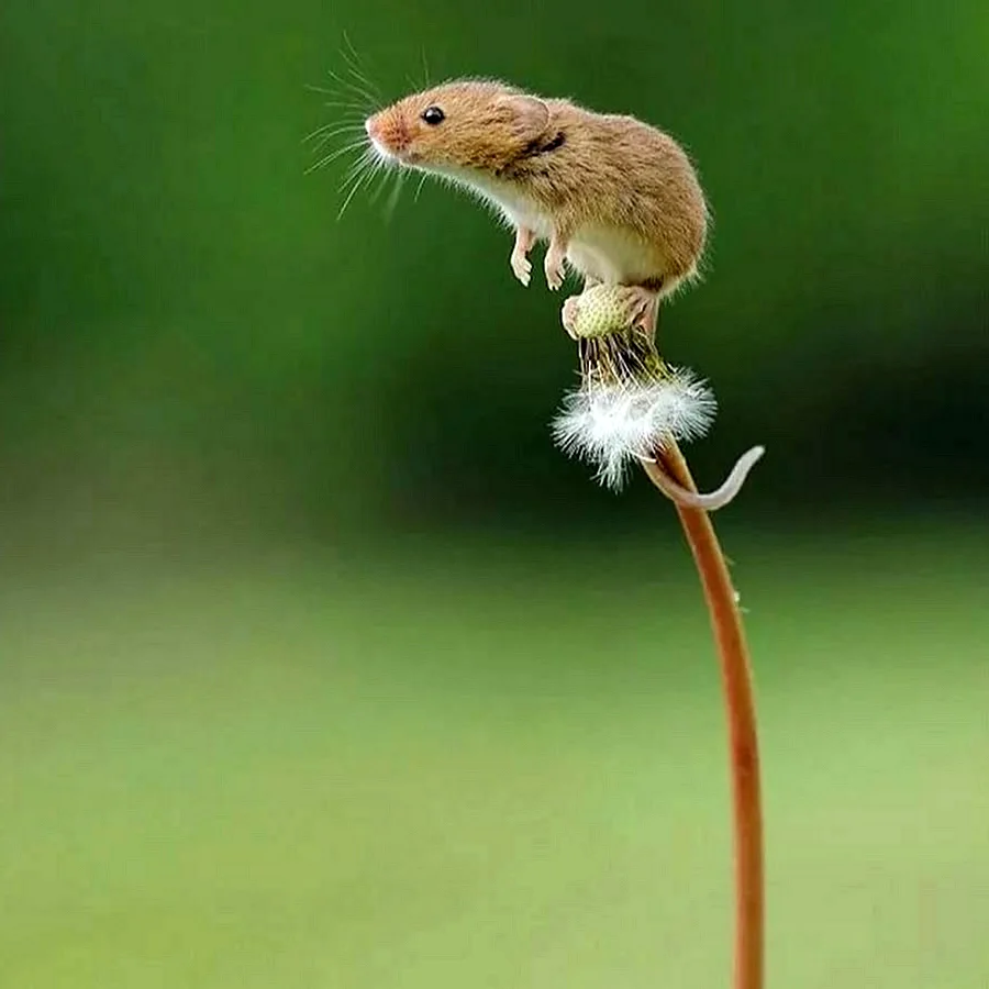 Мышь полевка маленькая