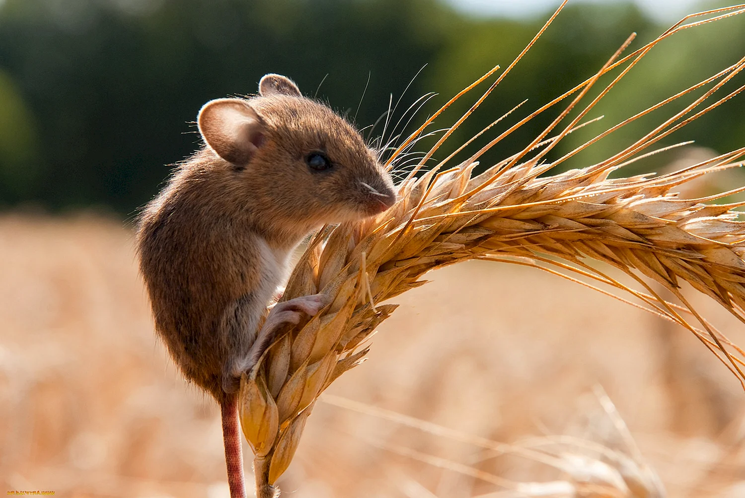 Мышь полевка в поле