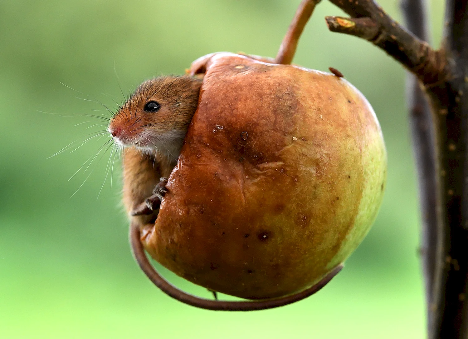 Мыши питаются желудями