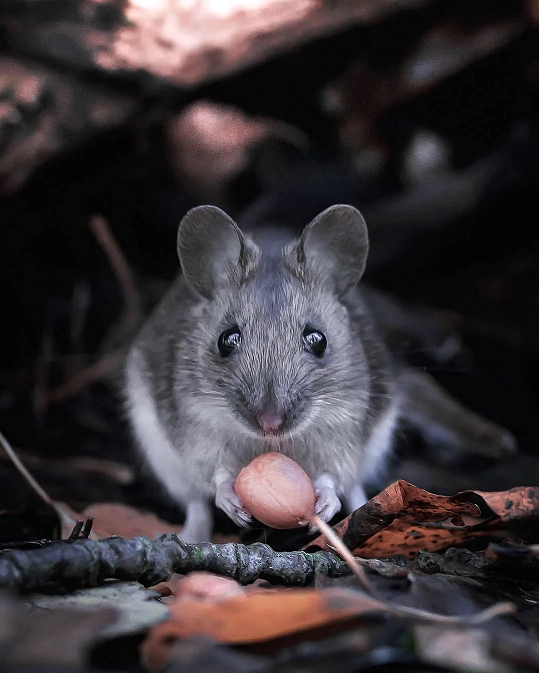 Мышка животное